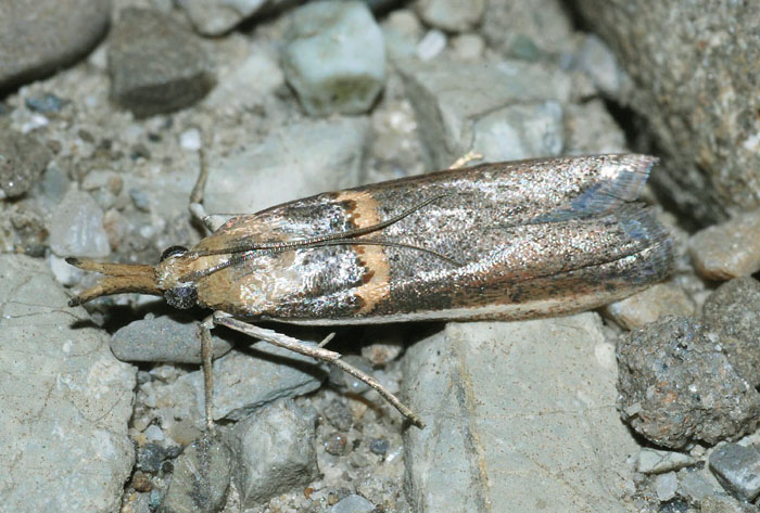 Pyralidae 12